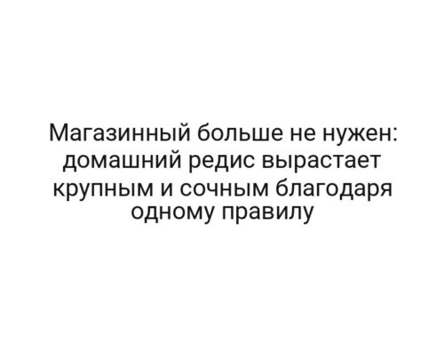 Магазинный больше не нужен: домашний редис вырастает крупным и сочным благодаря одному правилу