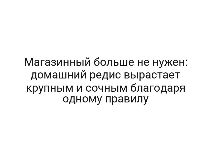 Магазинный больше не нужен: домашний редис вырастает крупным и сочным благодаря одному правилу