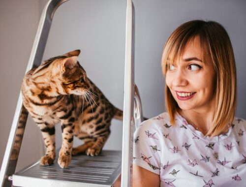 Почему кот ходит за мной по пятам