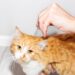 Как удалить клеща у кошки на лапе маслом и пинцетом правильно